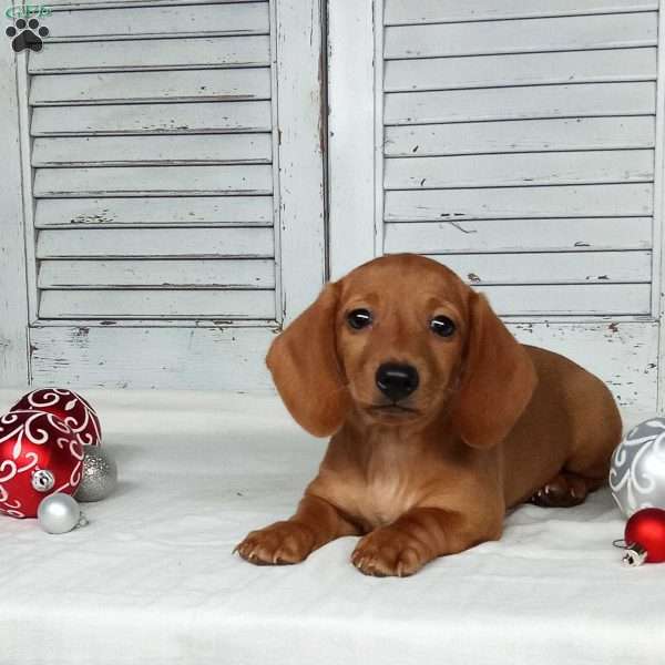 Renie, Dachshund Puppy